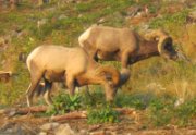 Big Horn Sheep